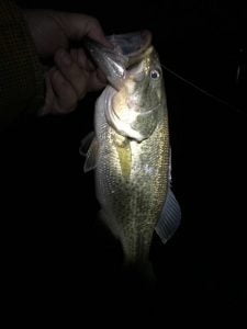 琵琶湖バス釣り