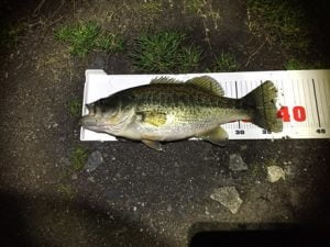 琵琶湖バス釣り