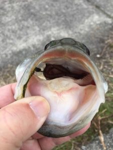 琵琶湖バス釣り