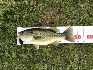 琵琶湖バス釣り