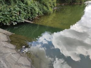 青野ダムバス釣りポイント