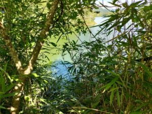 青野ダムバス釣りポイント