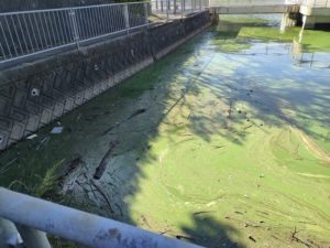 青野ダムバス釣りポイント