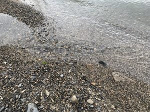 琵琶湖バス釣りポイント