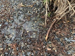 琵琶湖バス釣りポイント