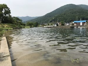 琵琶湖バス釣り