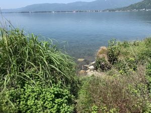 琵琶湖バス釣り