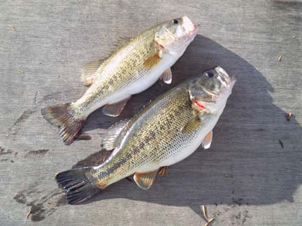 琵琶湖バス釣り