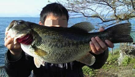 琵琶湖バス釣り
