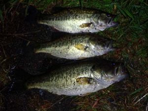 琵琶湖バス釣り