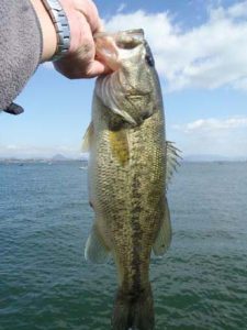 琵琶湖バス釣り