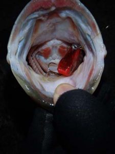 琵琶湖バス釣り