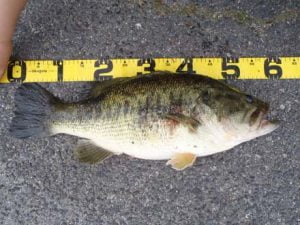 琵琶湖バス釣り