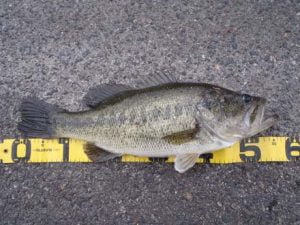 琵琶湖バス釣り