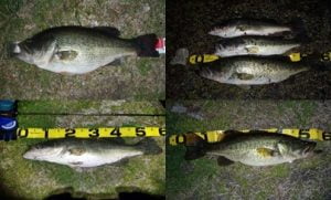 琵琶湖バス釣り