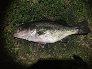 琵琶湖バス釣り