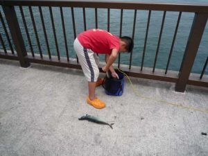 淡路のデカサバ