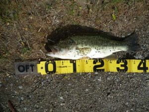 淡路島のバス釣り