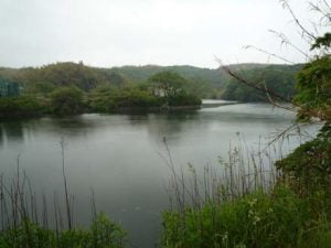 淡路島のバス釣り