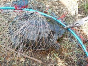淡路島のバス釣り