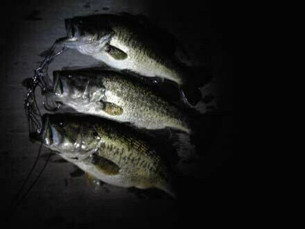 琵琶湖バス釣り
