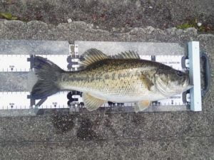 琵琶湖バス釣り