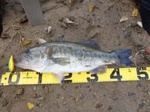 琵琶湖バス釣り