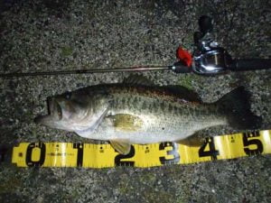 琵琶湖バス釣り