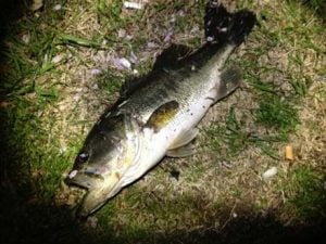 琵琶湖バス釣り