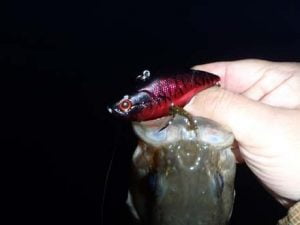 琵琶湖バス釣り