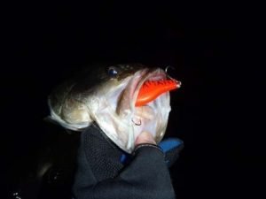 琵琶湖バス釣り