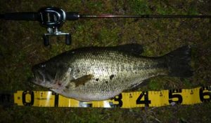 琵琶湖バス釣り