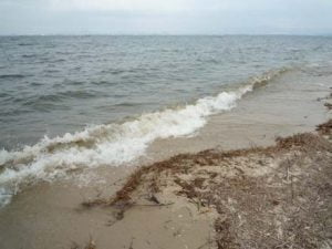 琵琶湖バス釣り