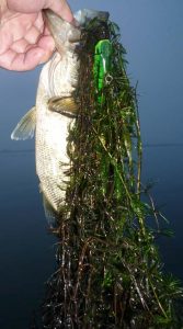 琵琶湖バス釣り