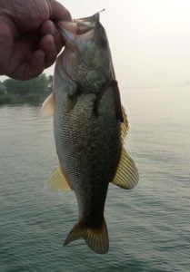 琵琶湖バス釣り