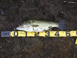 青野ダムバス釣り