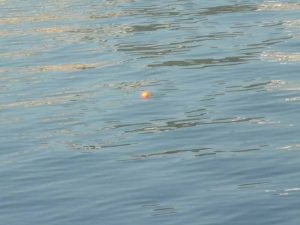 琵琶湖バス釣り