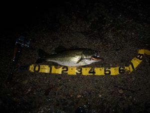 琵琶湖バス釣り