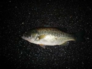 琵琶湖バス釣り