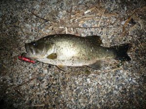 琵琶湖バス釣り