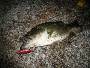 琵琶湖バス釣り