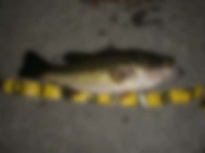 琵琶湖バス釣りロクマル