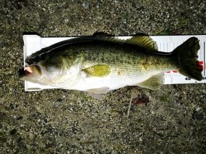 琵琶湖バス釣り