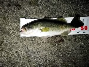 琵琶湖バス釣り