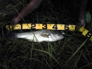 神戸でバス釣り