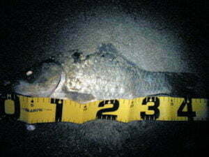 青野ダムバス釣り