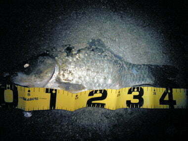 青野ダムバス釣り