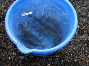 琵琶湖バス釣り