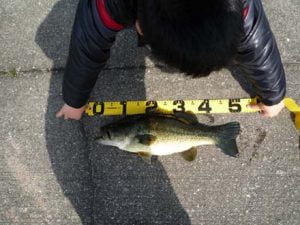 琵琶湖バス釣り