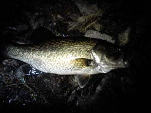 琵琶湖バス釣り